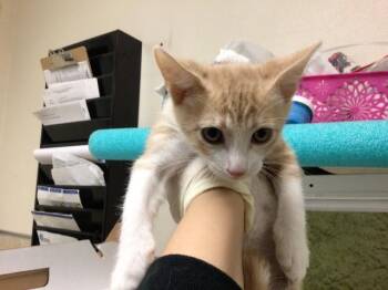 PECAN -  Domestic Short Hair Cat for Adoption in Riverside, California - PECAN | PetCurious