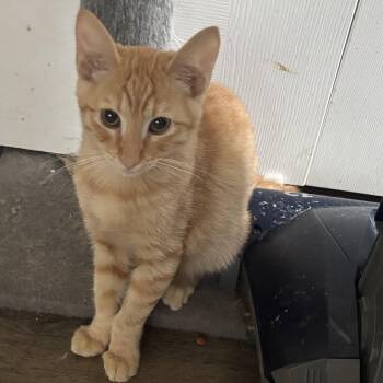 Simon -  Domestic Short Hair Cat for Adoption in Antioch, California - Simon | PetCurious