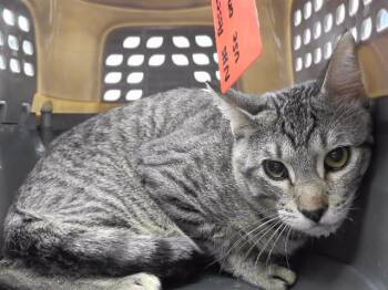 DEREK -  Domestic Short Hair Cat for Adoption in Omaha, Nebraska - DEREK | PetCurious