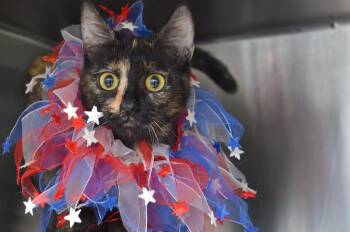 Domestic Short Hair Cats Available for Adoption in Sanford, Florida - Lennon | PetCurious