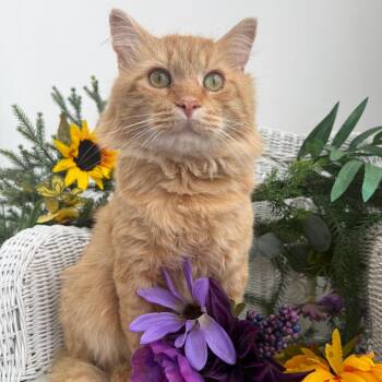Puff Spring FIV+ 56375 -  Domestic Long Hair Cat for Adoption in Eaton Rapids, Michigan - Puff Spring FIV+ 56375 | PetCurious