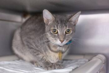 Pixel -  Domestic Short Hair and Tabby Cat for Adoption in Mountain Home, Arkansas - Pixel | PetCurious
