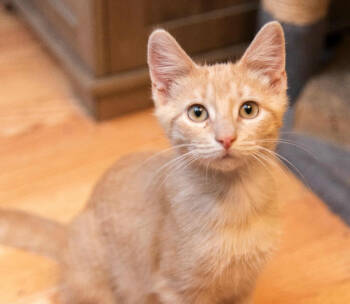 Rescue Domestic Short Hair Cats for Adoption in Warren, Michigan - Nacho | PetCurious