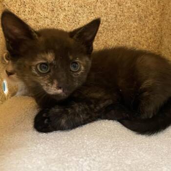 Name Unknown_2_3_4 -  Domestic Short Hair Cat for Adoption in Pasadena, California - Name Unknown_2_3_4 | PetCurious