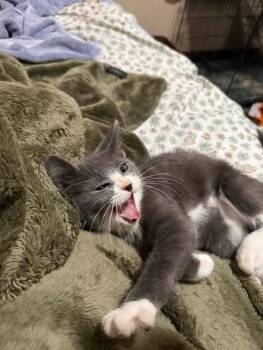 Jumping Bean -  Domestic Short Hair Cat for Adoption in Kettering, Ohio - Jumping Bean | PetCurious