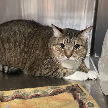 1330-C26 -  Domestic Short Hair Cat for Adoption in Port Charlotte, Florida - 1330-C26 | PetCurious