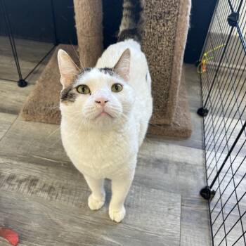 Eeyore -  Domestic Short Hair Cat for Adoption in Crookston, Minnesota - Eeyore | PetCurious