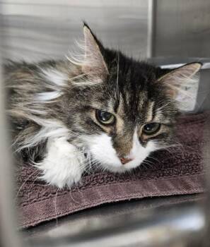 Domestic Long Hair and Tabby Cats Available for Adoption - Precious | PetCurious