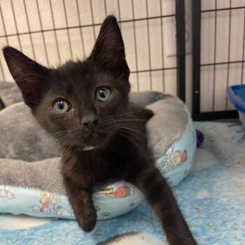 Puff -  Domestic Short Hair Cat for Adoption in Long Beach, California - Puff | PetCurious