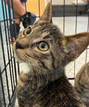 TATUM -  Domestic Short Hair Cat for Adoption in Palmetto, Florida - TATUM | PetCurious