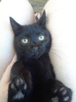 Rescue Domestic Short Hair Cats for Adoption in Millerton, Pennsylvania - Monster | PetCurious