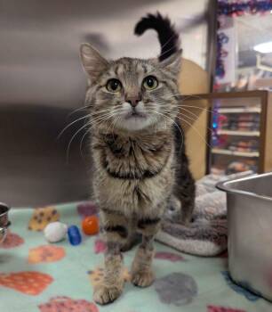 Cassiopeia -  Domestic Short Hair Cat for Adoption in Seven Valleys, Pennsylvania - Cassiopeia | PetCurious