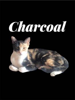 Rescue Domestic Short Hair Cats for Adoption in Auburn, California - Charcoal | PetCurious