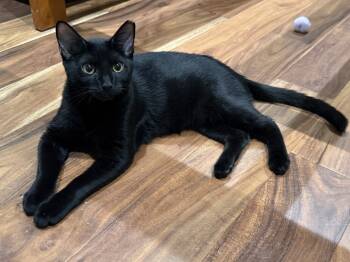 Rescue Domestic Short Hair Cats for Adoption in Cary, North Carolina - Tuesday | PetCurious
