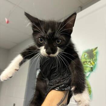 Gizmo -  Domestic Short Hair Cat for Adoption in Greenville, South Carolina - Gizmo | PetCurious