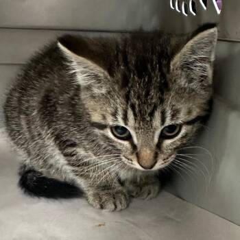 Fuzz Lightyear -  Domestic Short Hair Cat for Adoption in Corbin, Kentucky - Fuzz Lightyear | PetCurious