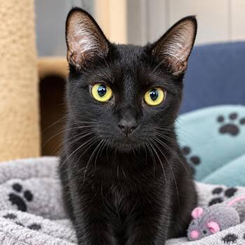 Laurel -  Domestic Short Hair Cat for Adoption in South Elgin, Illinois - Laurel | PetCurious