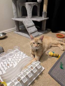 LUCK -  Domestic Short Hair Cat for Adoption in Aurora, Colorado - LUCK | PetCurious