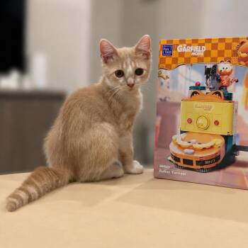 Danny Boy -  Domestic Short Hair Cat for Adoption in San Antonio, Texas - Danny Boy | PetCurious