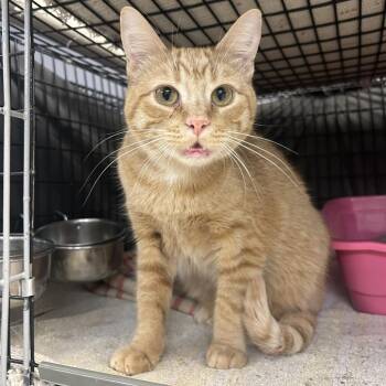Cheeto -  Domestic Short Hair Cat for Adoption in Milford, Iowa - Cheeto | PetCurious