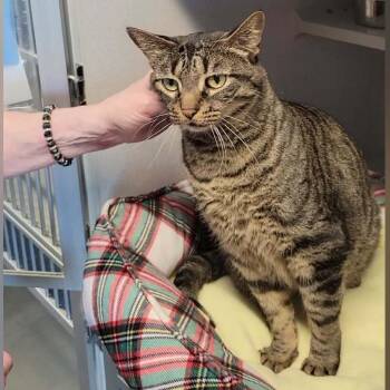 Izzy -  Domestic Short Hair Cat Available for Adoption in Washougal, Washington - Izzy | PetCurious