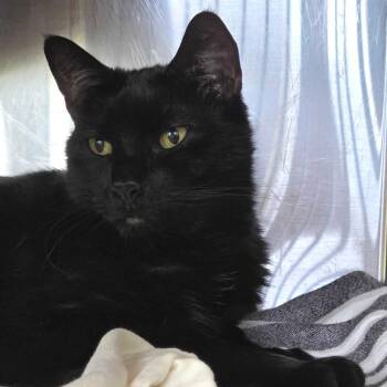 Peter -  Domestic Short Hair Cat for Adoption in Asheville, North Carolina - Peter | PetCurious