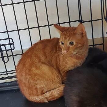Lennon -  Domestic Short Hair Cat for Adoption in Ashtabula, Ohio - Lennon | PetCurious