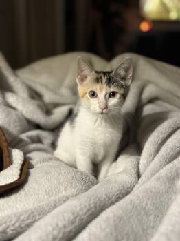 Flip Flop -  Calico Cat for Adoption in Lutz, Florida - Flip Flop | PetCurious