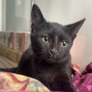 Tango -  Domestic Short Hair Cat for Adoption in Jupiter, Florida - Tango | PetCurious
