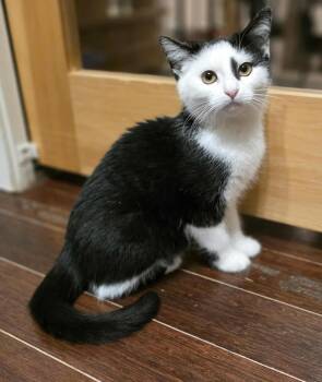 Rescue Domestic Short Hair Cats for Adoption in Terrebonne, Quebec - Pistache | PetCurious