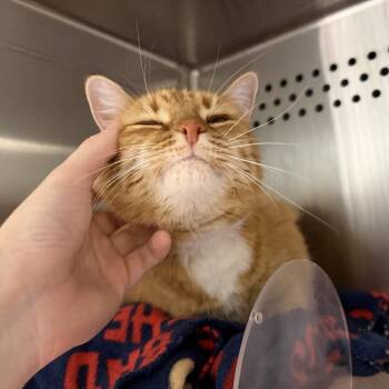 Red -  Domestic Short Hair Cat for Adoption in Baltimore, Maryland - Red | PetCurious