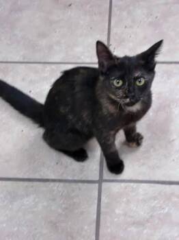 Angel -  American Shorthair Cat for Adoption in Chesterfield, South Carolina - Angel | PetCurious