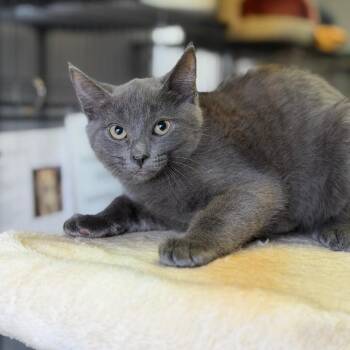Domestic Short Hair Cats Available for Adoption in Fort Smith, Arkansas - Dan | PetCurious