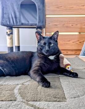 Domestic Short Hair Cats Available for Adoption - Winston Black | PetCurious