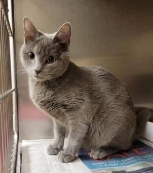 Rescue Russian Blue Cats for Adoption in Midlothian, Texas - Mochi | PetCurious