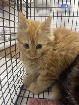 NUGGET -  Domestic Medium Hair Cat for Adoption in Loveland, Colorado - NUGGET | PetCurious