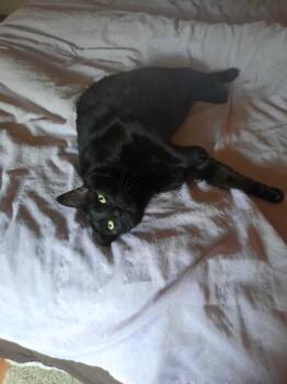 Rescue Domestic Short Hair Cats for Adoption in Holbrook, New York - CINDERELLA | PetCurious