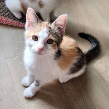 Domestic Short Hair Cats Available for Adoption in South Euclid, Ohio - Queen Eye-Lizabeth | PetCurious