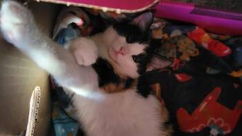 KitKatBar -  Calico Cat for Adoption in San Antonio, Texas - KitKatBar | PetCurious