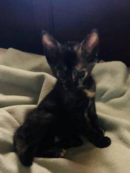 Shelby -  Domestic Short Hair Cat for Adoption in Sacramento, California - Shelby | PetCurious