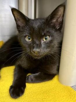 Brother Bear -  Domestic Short Hair Cat for Adoption in Wichita, Kansas - Brother Bear | PetCurious