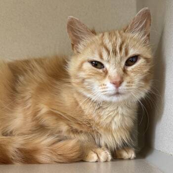 Peachy -  Domestic Medium Hair Cat for Adoption in Eatontown, New Jersey - Peachy | PetCurious