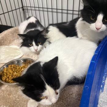 Domestic Long Hair Cats Available for Adoption - Christie | PetCurious