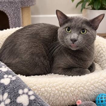 Boufy -  Russian Blue and Domestic Short Hair Cat for Adoption in Tustin, California - Boufy | PetCurious