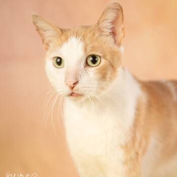 Rescue Domestic Short Hair Cats for Adoption in Springfield, Missouri - Abraham | PetCurious