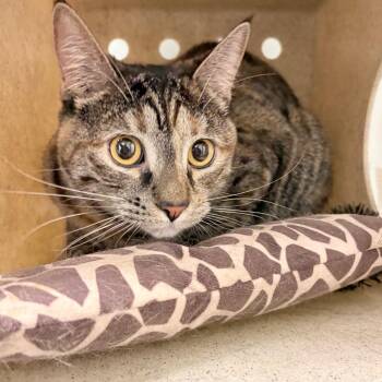 Domestic Short Hair Cats Available for Adoption in Philadelphia, Pennsylvania - Zola | PetCurious