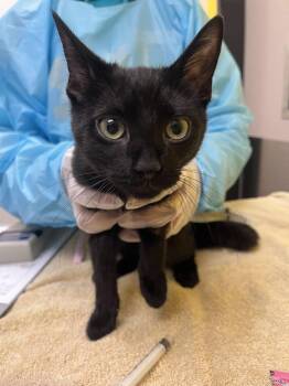King Boo -  Domestic Short Hair Cat for Adoption in Raleigh, North Carolina - King Boo | PetCurious
