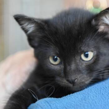 Domestic Short Hair Cats Available for Adoption in Redwood City, California - Kori (green Collar) | PetCurious