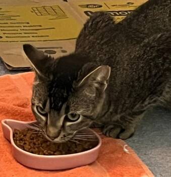 Rescue Domestic Short Hair Cats for Adoption in Philadelphia, Pennsylvania - Landon | PetCurious