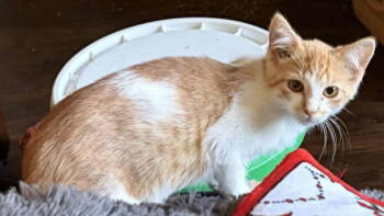 Rescue Tabby and Domestic Short Hair Cats for Adoption - Jenkins | PetCurious